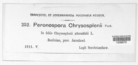 Peronospora chrysosplenii image